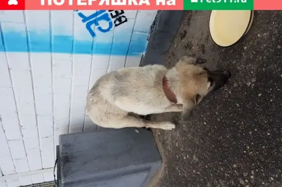 Найдена собака на ул. Декабристов, 3 в Ярославле