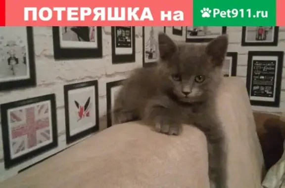 Пропала кошка Грэй в Ростове, вознаграждение.
