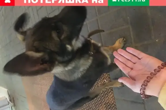 Найдена собака на пр. Гагарина, Нижний Новгород