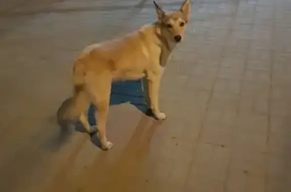 Найдена собака в Челябинске, 24-й микрорайон