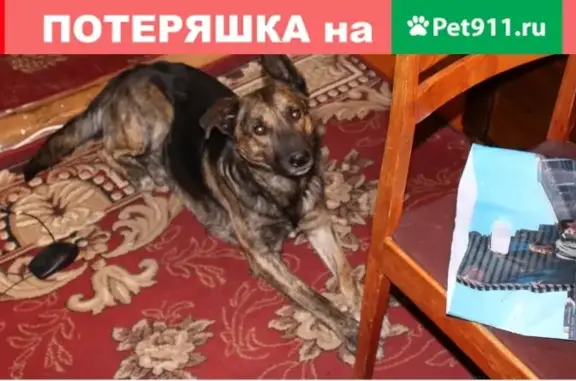 Пропала собака в Ставрополе: ищем Джеса с рыжими полосками