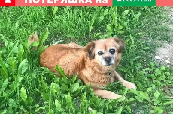 Найдена грустная собака без информации о владельце