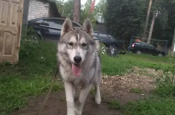 Пропала собака Хаски в Коврове, срочно ищем!