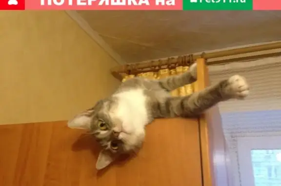 Пропала кошка в Новосибирске, ул. Фасадная 21.