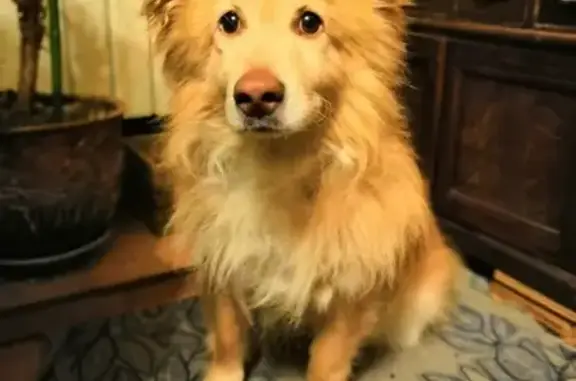 Найден домашний пёс в Иркутске