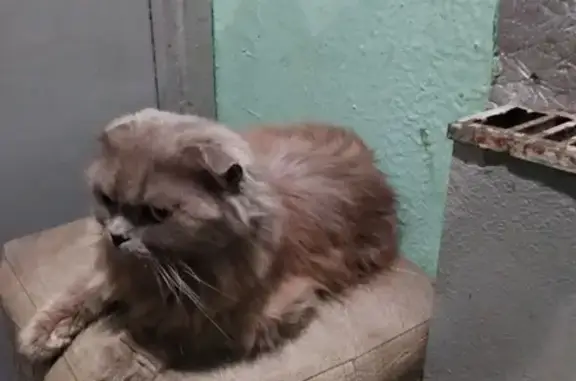 Найдена кошка в Москве, ул. Коктебельская