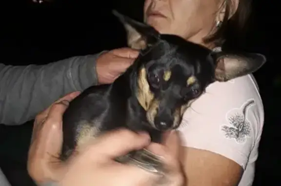Найдена собака Обнинск-Белоусово: потеряшка в Калужской области