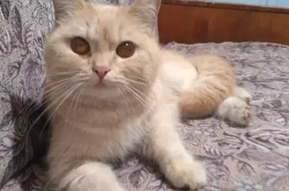 Найден кот в районе бракосочетания в Кирове