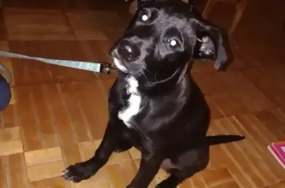 Собака найдена на Гусарова 22 в Перми.