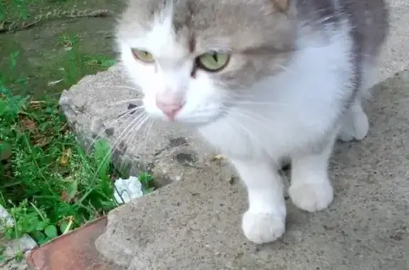 Найдена кошка на улице Масленникова, ищет хозяина.