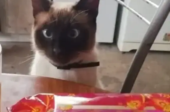 Потерянные животные Набережные Челны, фото: Пропал кот Тайсон в Набережных Челнах