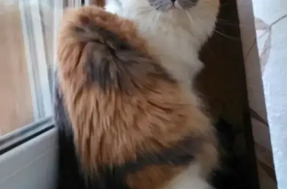 Кошки потеряшки, Ижевск, фото: Потеряшка кошка на улице Некрасова, Ижевск