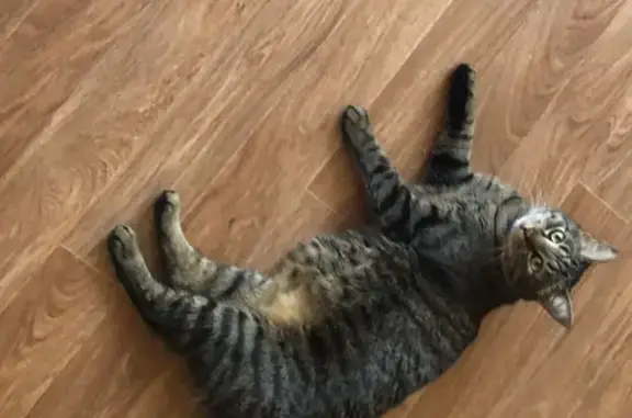 Потерянные животные Смоленск, фото: Пропал кот Кекс, 56 дом, 5 подъезд, Смоленск