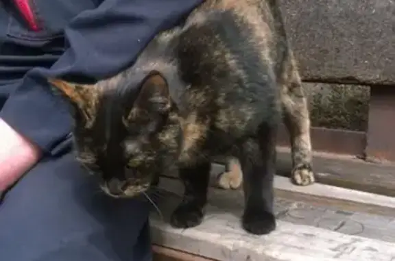 Найдена черепаховая кошка на Карпинского, Пермь