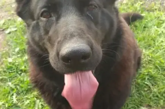 Найдена собака в деревне Оболдино, Россия