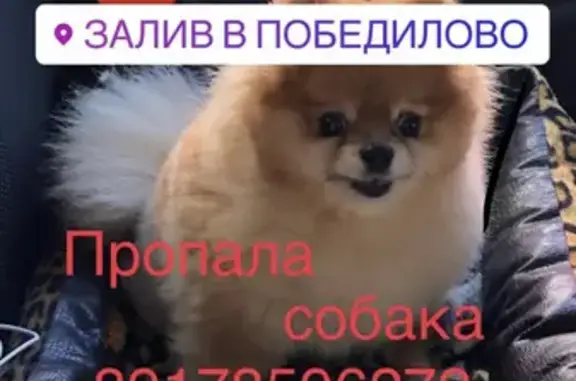 Пропала собака Девочка Шпиц в районе Победилова, вознаграждение гарантировано!