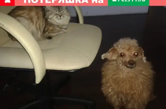 Пропала собака в Ленинском районе Челябинска, вознаграждение гарантировано.
