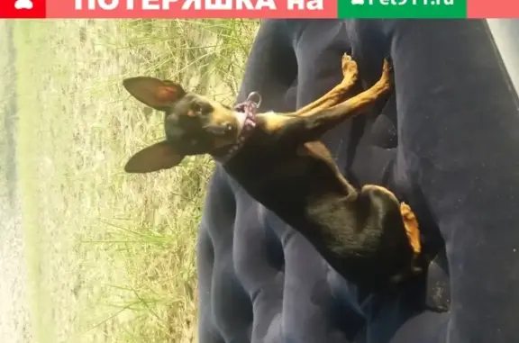 Пропала собака на дороге Ангарск-Тальяны, Иркутская область