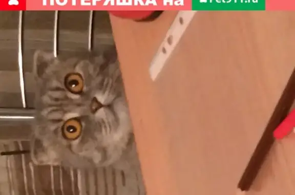 Кошки потеряшки, Тюмень, фото: Потеряшка британская кошка на ул. Калинина, Тюмень