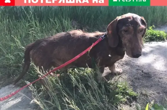 Найдена собака на Вернадского, Москва