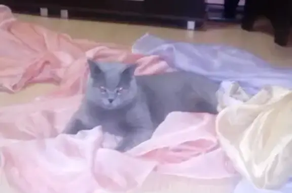 Потерянные животные Ижевск, фото: Пропала кастрированная кошка в селе Ягул, Удмуртская Республика