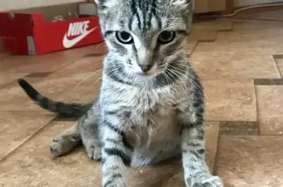 Найдена домашняя кошка-котенок в Андреевке