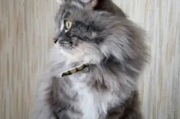 Кошки потеряшки, Киров, фото: Потеряшка молодой кот, ул. Чернышевского-Стахановская, Киров