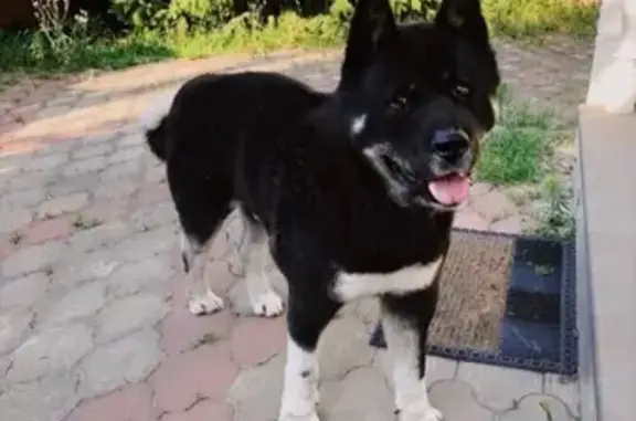 Пропала собака в Краснодаре, район Пашковки