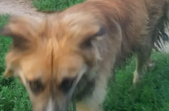 Найдена собака рядом со студенческим парком ДГТУ, ищет хозяина