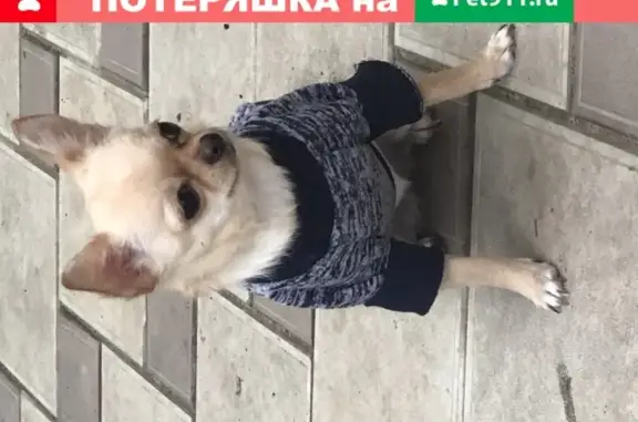 Пропала собака Буся в Волгодонске