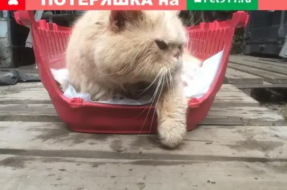 Найден персидский кот в Бирюлево, нужны добрые руки