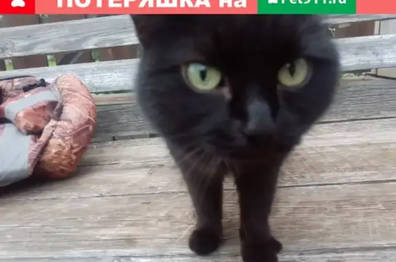 Найдена чёрная кошка в Гольянах