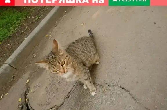 Найден кот на ул. 2-я Железнодорожная 8 в Иркутске