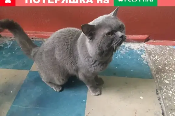 Найден серый кот по адресу Косарева (Екатеринбург)