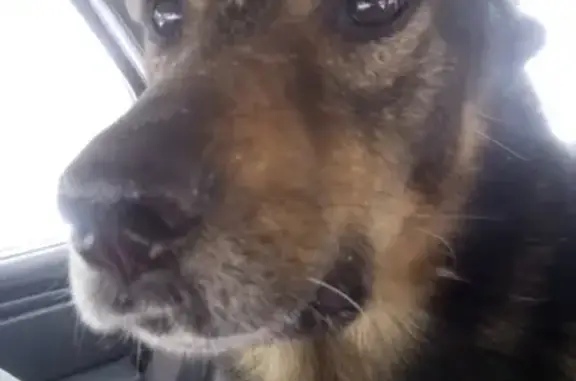 Пропала собака Баксик в Екатеринбурге
