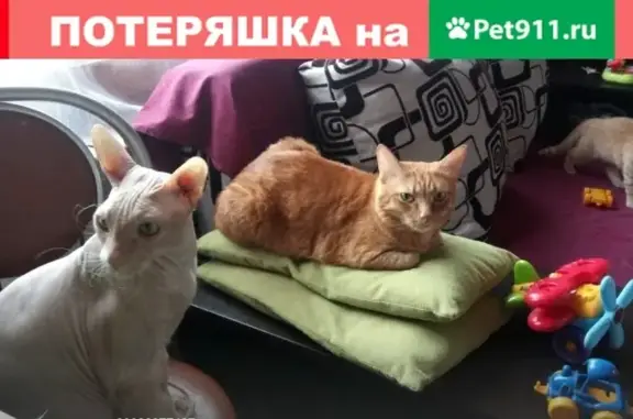 Объявления о пропавших и найденных животных, Курган, фото: Пропал рыжий кот в СНТ Земляничная поляна, Курган.