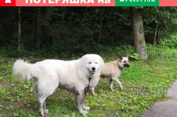 Собака найдена в СНТ Воря-1 в Фрязино