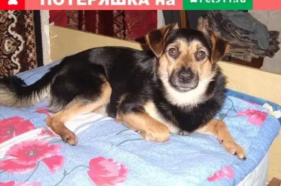 Пропал пёс Бим в Боровичах, Новгородская область