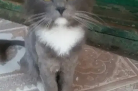 Пропала кошка на ул. Революционной, Чишмы, Республика Башкортостан