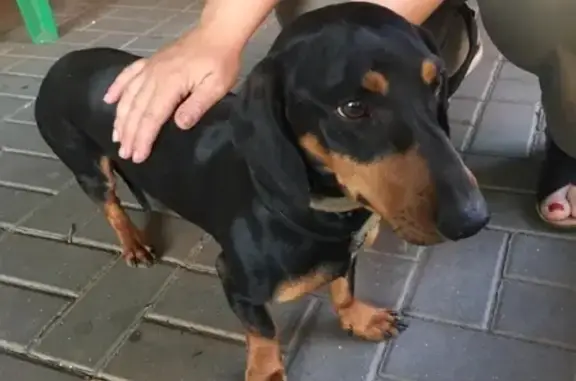 Найдена собака в районе Железнодорожный, звонить Оксане