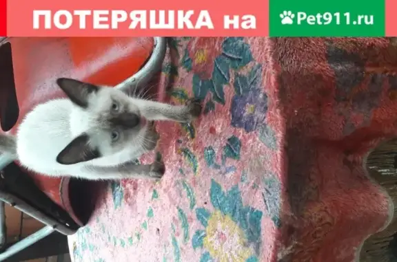 Найден ласковый котенок в районе Мадаяна-Еременко, Ростов-на-Дону