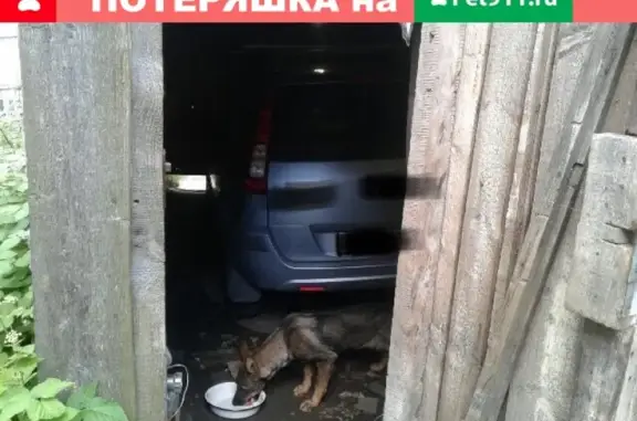 Найдена собака в Красном Бору, ЛО