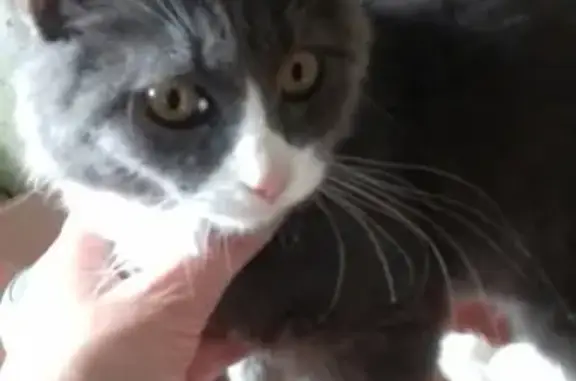 Найден котенок на Мира, 15 в Перми