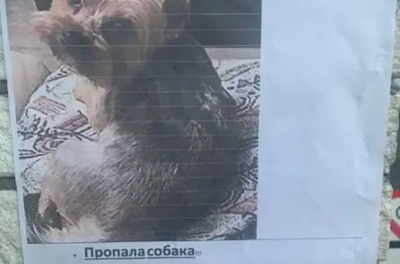 Потерянные животные Москва, фото: Пропала собака в Москве: йоркширский терьер Шелби на улице Люблинская, д.113.