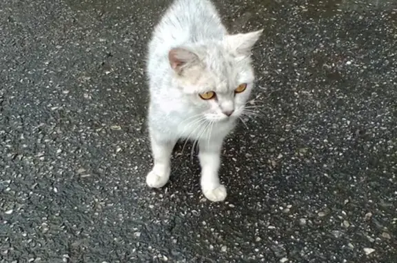 Найден кот на ул. Пермякова, д. 36!