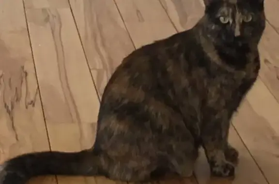 Пропала кошка на Ставропольской 207, вознаграждение за информацию