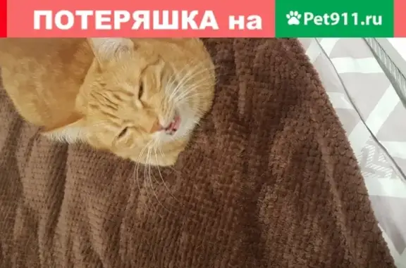 Пропал рыжий кот на ул. Комсомольской
