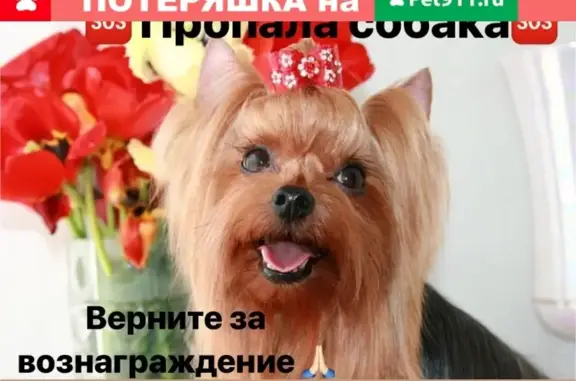 Собаки потеряшки, Липецк, фото: Потеряшка собака Йоркширский терьер в Липецке на улице Юношеской