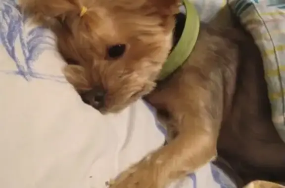 Объявления о пропавших и найденных животных, Москва, фото: Пропала собака Бетти на Покровском пруде в Москве