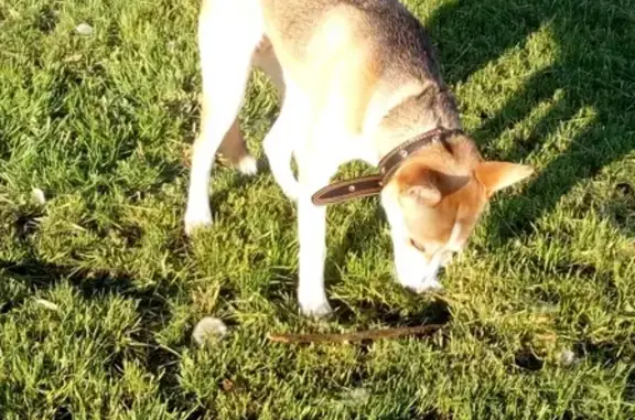 Собаки потеряшки, Калининград, фото: Потеряшка собака Хлоя в Калининграде